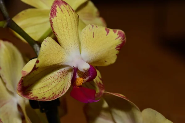 Composição Floral Belas Flores Planta Orquídea — Fotografia de Stock