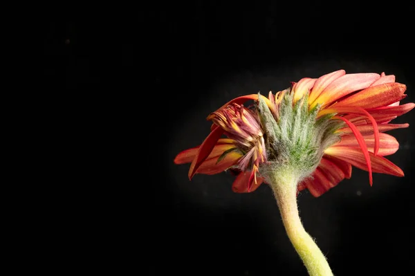 Červená Gerbera Květina Jarní Pozadí — Stock fotografie
