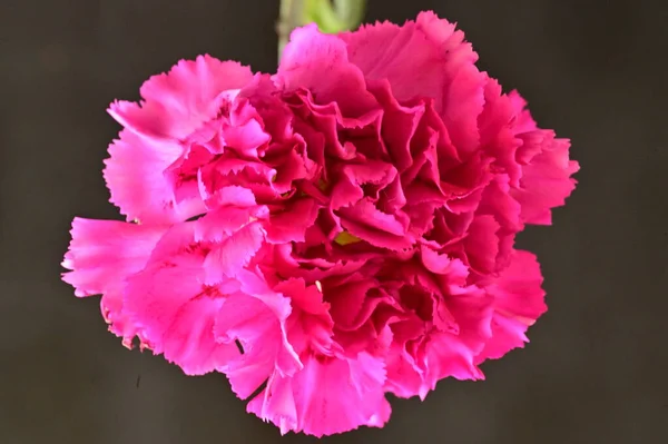 Крупним Планом Красива Квітка Гвоздики — стокове фото