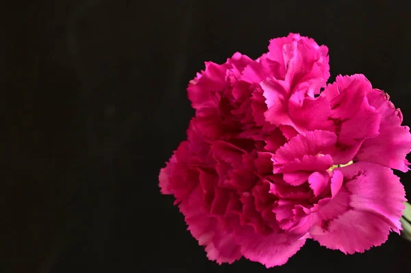 Крупним Планом Красива Квітка Гвоздики — стокове фото