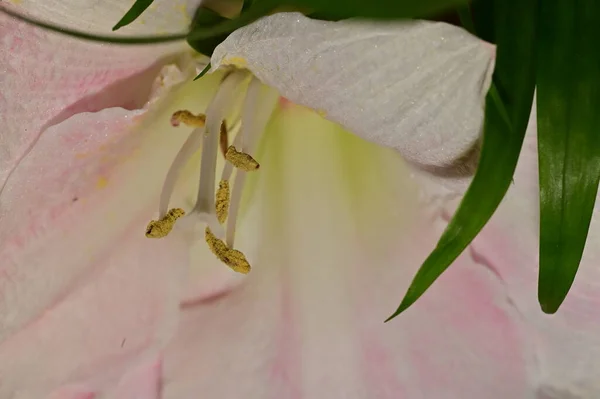 Közel Gyönyörű Virág — Stock Fotó
