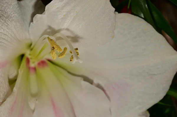 Крупный План Красивого Цветка — стоковое фото