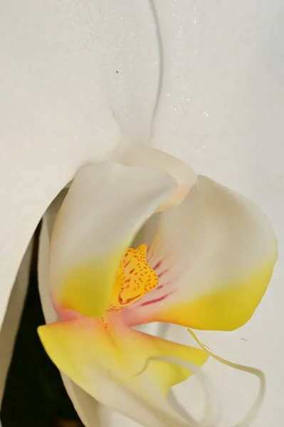 Zbliżenie Piękny Kwiat Storczyk — Zdjęcie stockowe