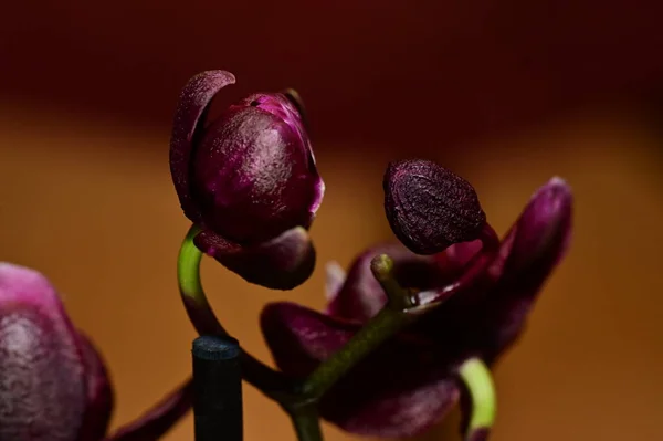 Çiçek Kompozisyonu Orkide Çiçeklerinin Güzel Çiçekleri — Stok fotoğraf