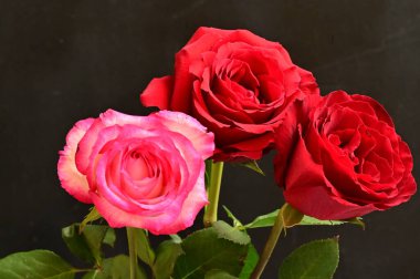 Güzel güller, kapatın.