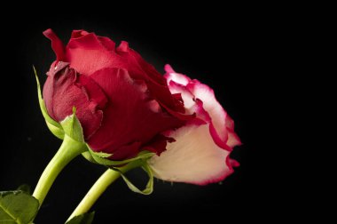 Güzel güller, kapatın.