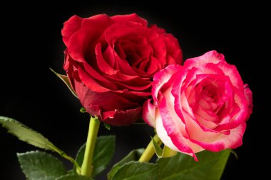 Güzel güller, kapatın.