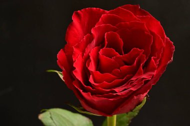 Güzel gül, çiçek, kapat