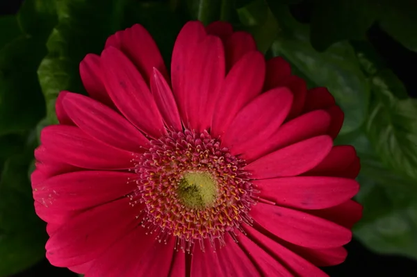 Gerbera Flower Spring Background — Fotografia de Stock
