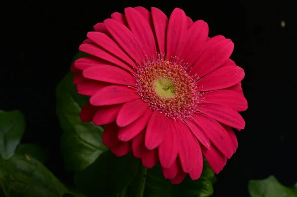 Gerbera Flower Spring Background — Stok fotoğraf
