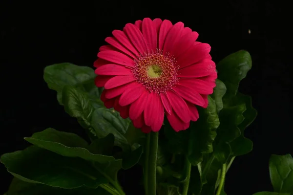 Gerbera Kwiat Wiosna Tło — Zdjęcie stockowe