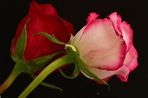 Bunga Mawar Yang Indah Tutup — Stok Foto