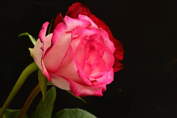 Όμορφα Τριαντάφυλλα Κοντά — Φωτογραφία Αρχείου