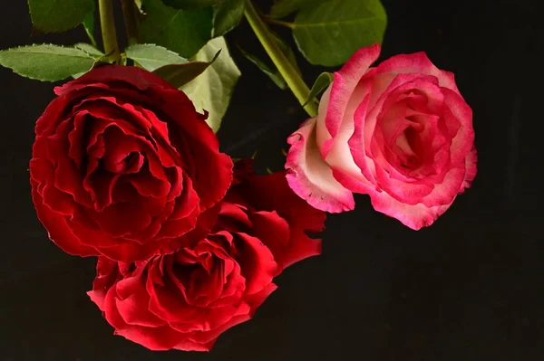 Красивые Цветы Роз Закрыть — стоковое фото