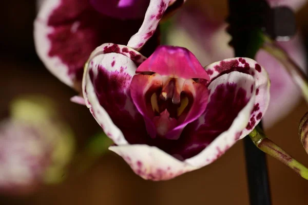 花の組成物 蘭の植物の美しい花 — ストック写真