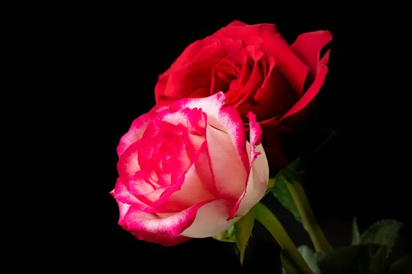 Belles Roses Fleurs Gros Plan — Photo