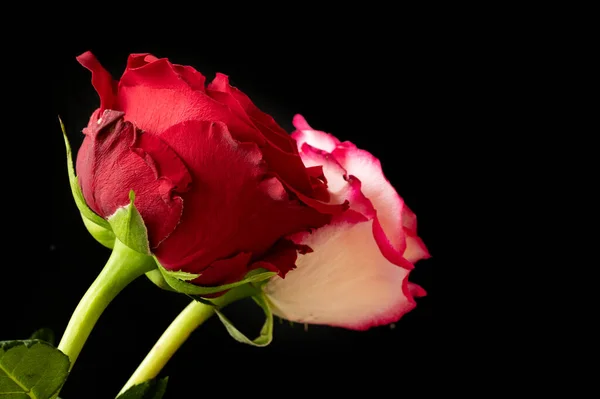 Belles Roses Fleurs Gros Plan — Photo