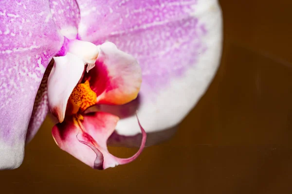 Primo Piano Bel Fiore Orchidea — Foto Stock