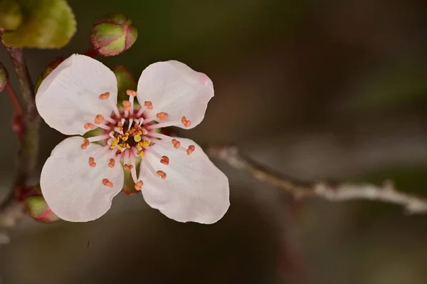 Flor Primavera Flor Branca Árvore — Fotografia de Stock