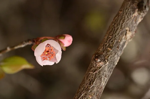 Jarní Květ Květiny Stromě — Stock fotografie