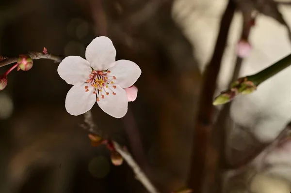 Весняний Цвіт Біла Квітка Дереві — стокове фото