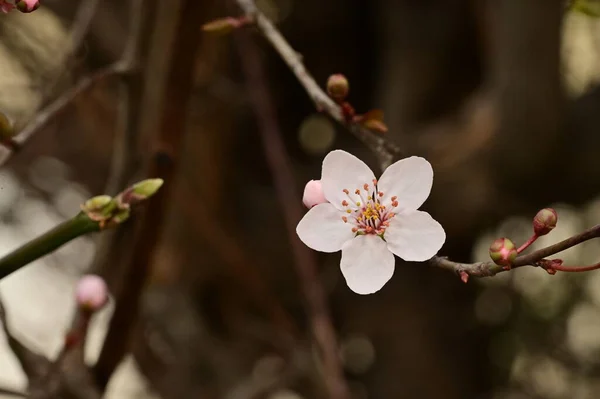 Jarní Květ Bílý Květ Stromě — Stock fotografie