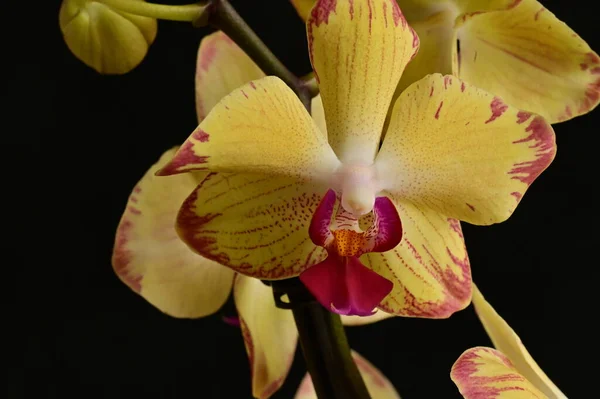 Close Belas Flores Orquídea — Fotografia de Stock