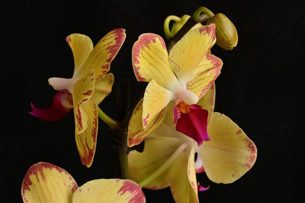 Primer Plano Hermosas Flores Orquídea — Foto de Stock