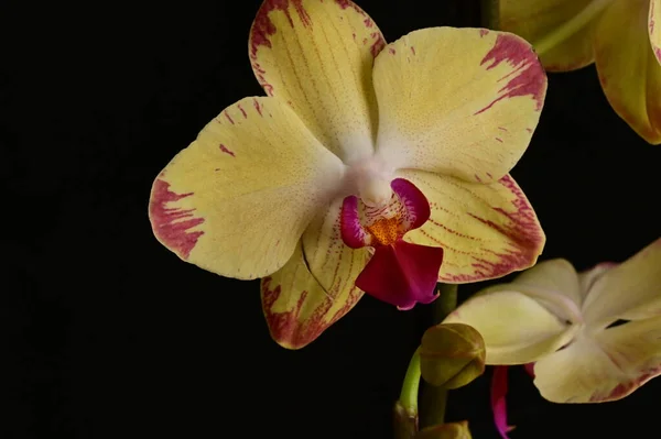 Gros Plan Belles Fleurs Orchidée — Photo