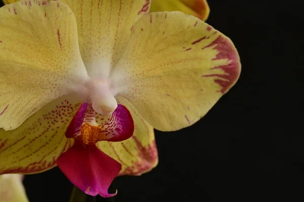 Gros Plan Belle Fleur Orchidée — Photo