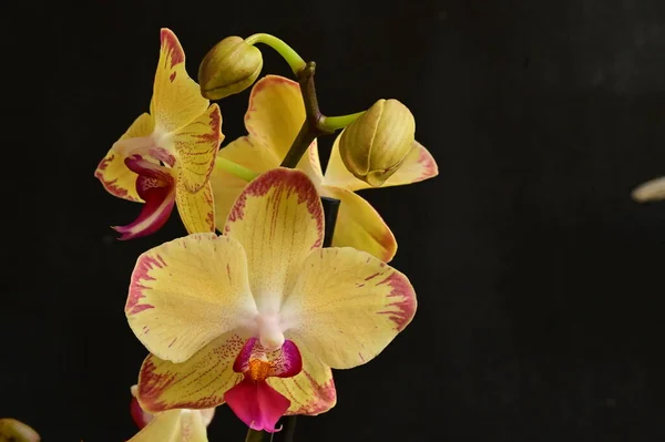 Gros Plan Belles Fleurs Orchidée — Photo