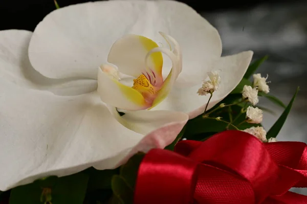 Närbild Vacker Orkidé Blomma — Stockfoto