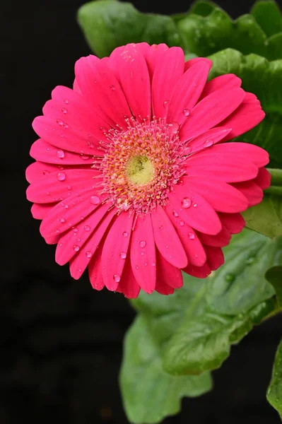 Gerbera Virág Tavaszi Háttér — Stock Fotó