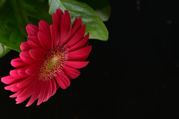 ゲルベラの花春の背景 — ストック写真