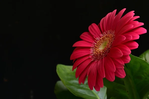 Квітка Гербери Весняний Фон — стокове фото