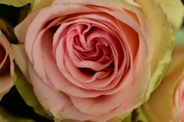 Güzel gül, çiçek, kapat