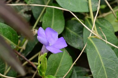 beautiful spring  flower in garden 
