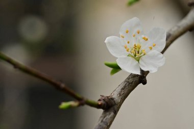 Bahar çiçekleri, ağaçtaki beyaz çiçekler
