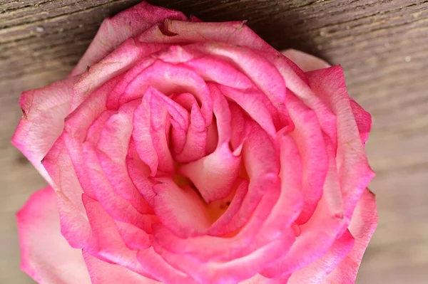Belle Rose Fleur Gros Plan — Photo