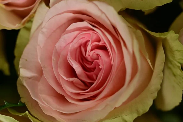 Hermosas Rosas Flores Cerca — Foto de Stock