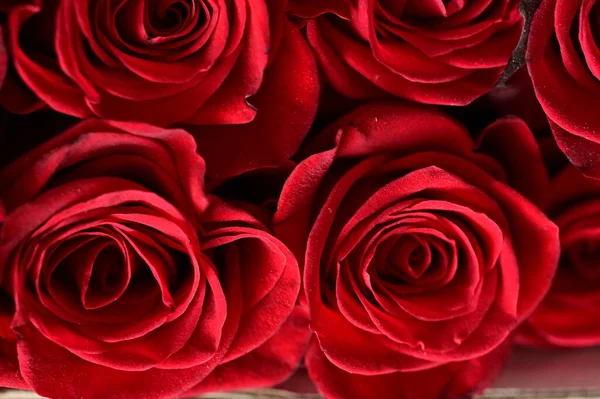 Schöne Rosen Blumen Aus Nächster Nähe — Stockfoto