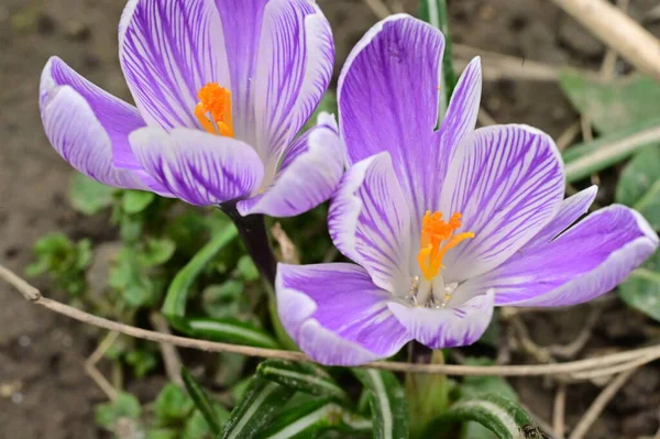 Beautiful Purple Crocus Flowers Close View — Stock Photo, Image