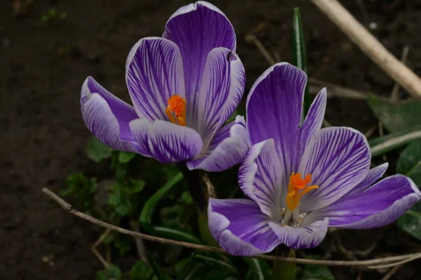 Vacker Lila Krokus Blommor Närbild — Stockfoto