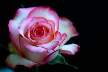 Güzel gül çiçeği, kapat