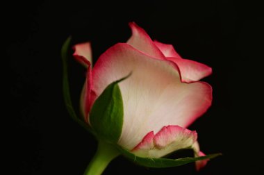 Güzel gül çiçeği, kapat