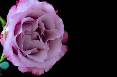 Güzel gül çiçeği, kapat