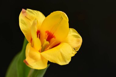 Koyu arkaplanda güzel bir çiçek, kapat.