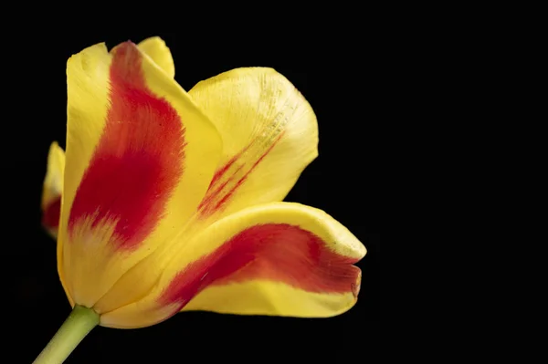 Koyu Arkaplanda Güzel Bir Çiçek Kapat — Stok fotoğraf