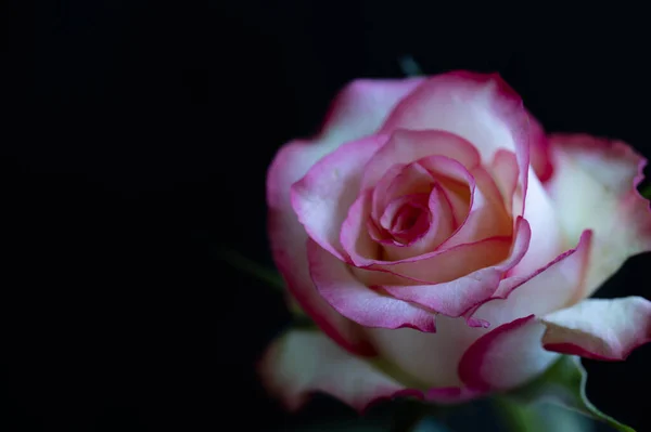 Красивый Цветок Розы Крупным Планом — стоковое фото