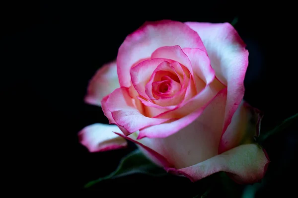 美丽的玫瑰花 — 图库照片